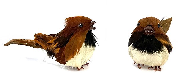 Uccellini Passerotti