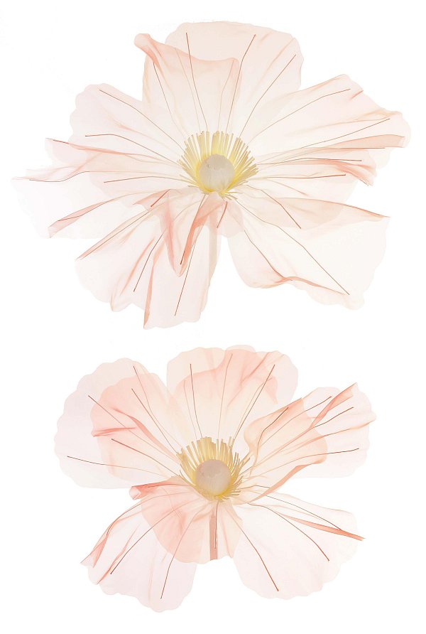 Set Fiori di Organza Rosa