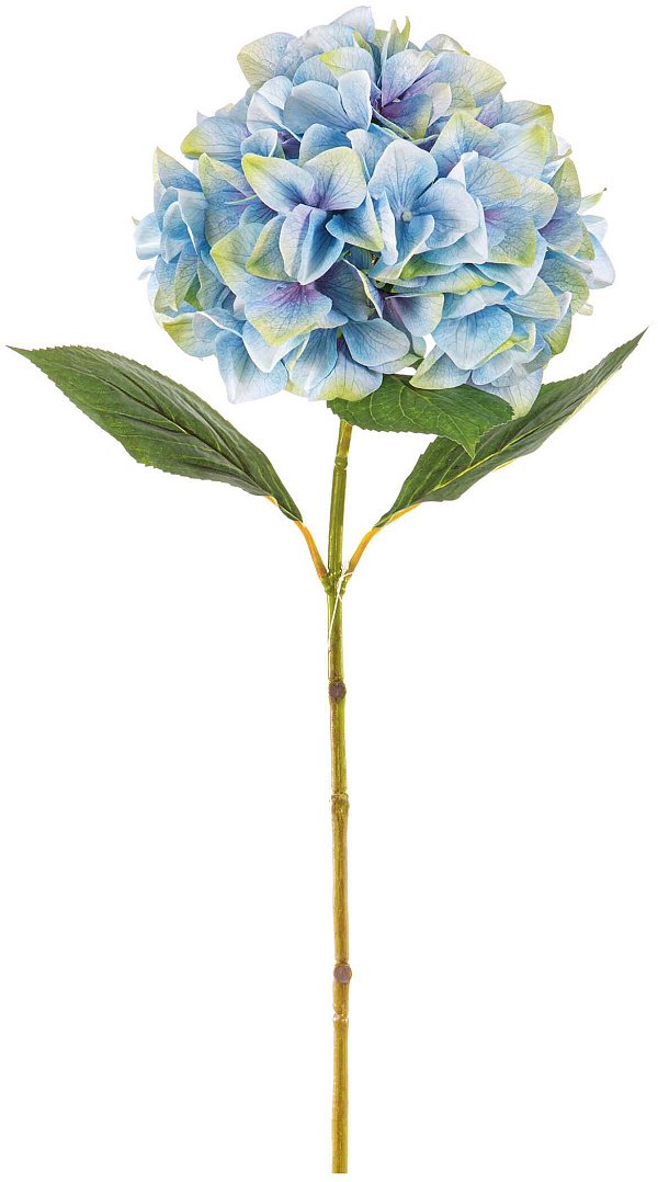 Ramo Ortensia