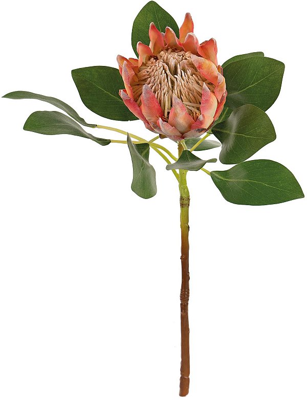 Ramo King Protea