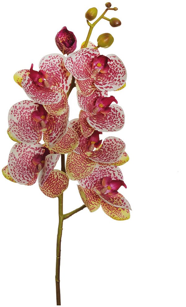 Ramo Phalaenopsis Viola/Crema Real Touch
