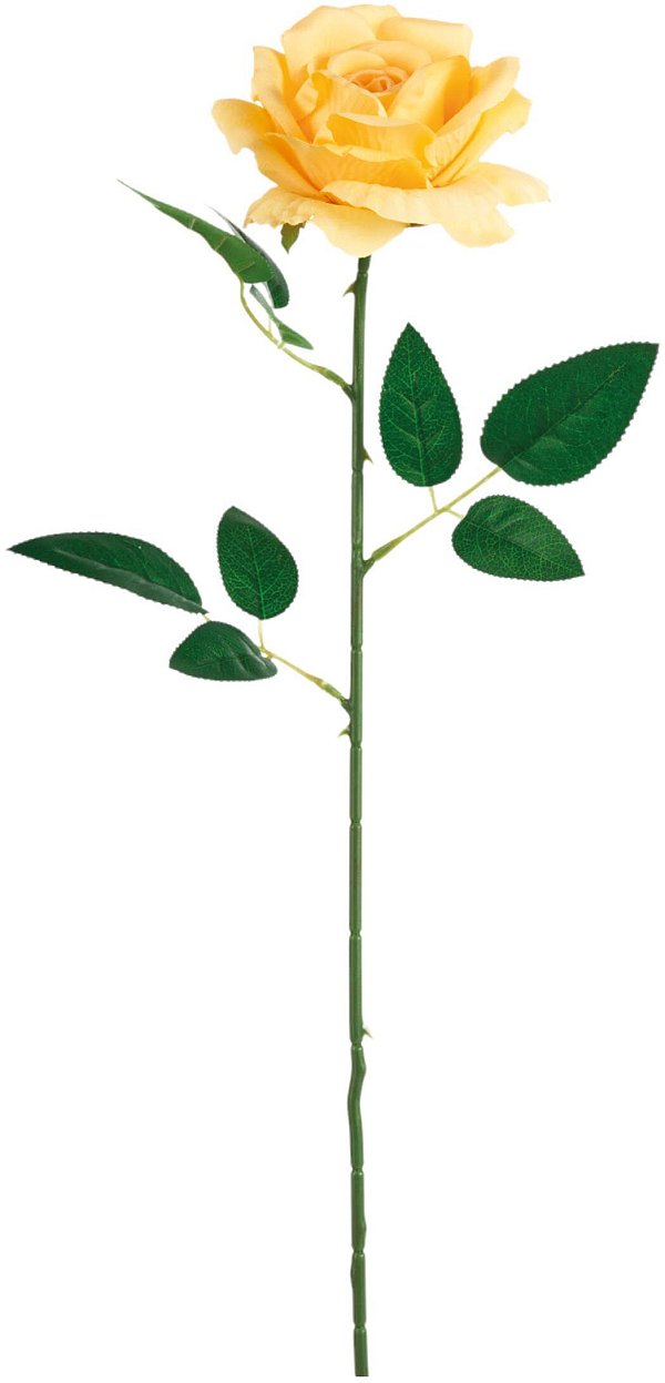 Rami Rosa Livia