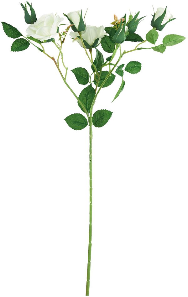 Tralci Rosa Aida